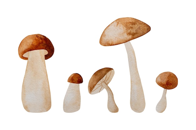 Autumn mushroom paintings