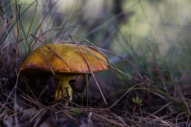 Autumn mushrooms in the forest 