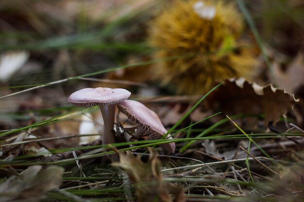 Autumn mushrooms in the forest 