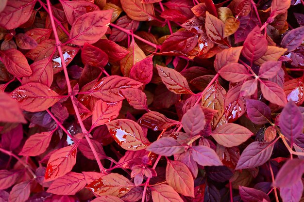 Autumn natural background with blue purple lilac red leaves