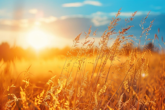 Autumn Nature Background with Dry Grass Golden Autumn Field