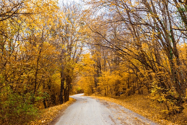 Autumn nature landscape trees in a forest