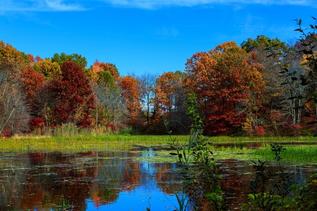 Autumn nature, landscape with birches on shore of forest lake.