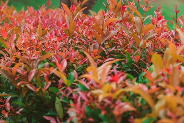 Autumn nature leafs background plants