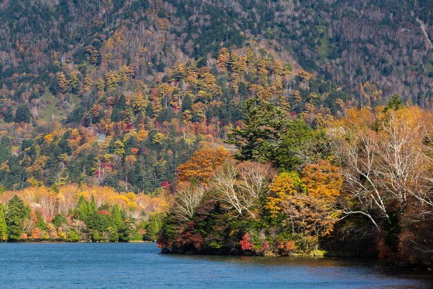 Autumn nature in yuno lake