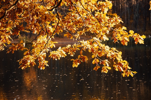 Autumn oak branch with yellow leaves over lake water in park