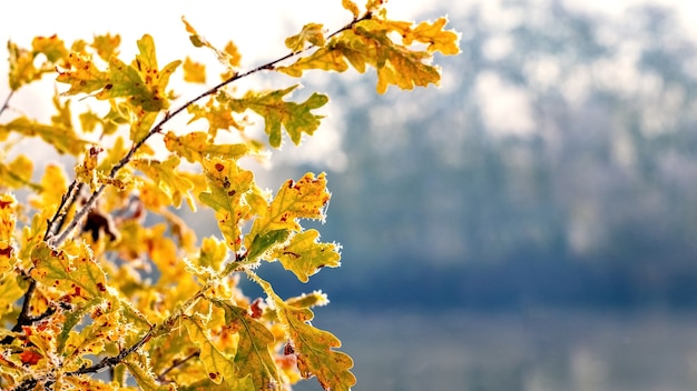 Autumn oak leaves are covered with white frost