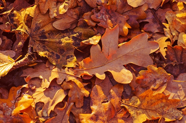 Autumn oak leaves background