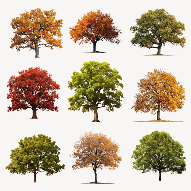 Photo autumn oak tree design element remix set