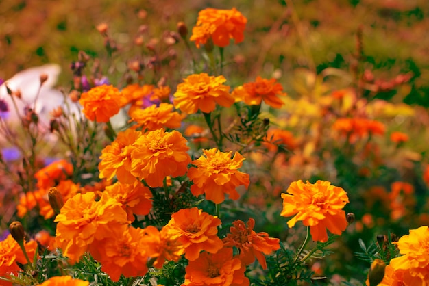 Autumn orange flowers  ground tagetis row Years natural plant 