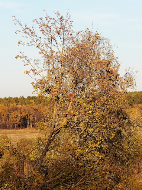 Autumn orange tree landscape background