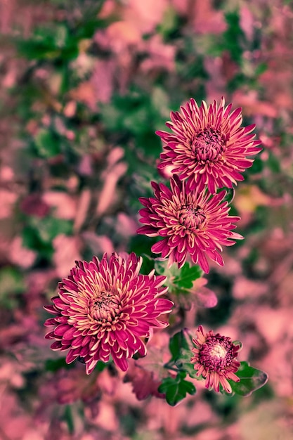 Autumn original composition with a bouquet of bright chrysanthemums