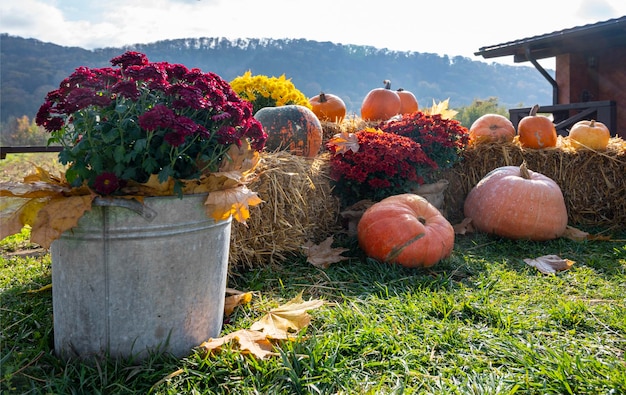 Autumn outdoor decoration from pumpkins flowers and hay