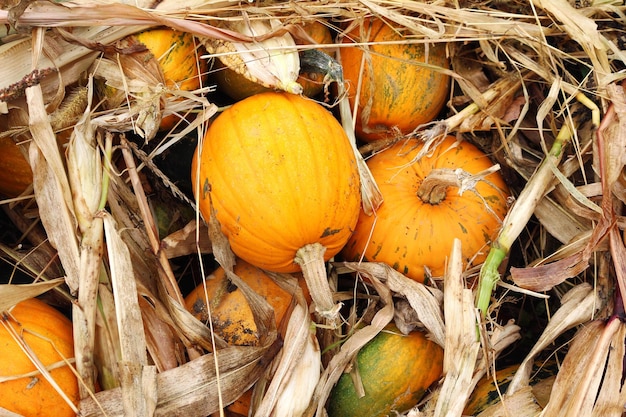 Autumn outdoor pumpkin at kitchen garden Harvest Halloween organic natural vegan food