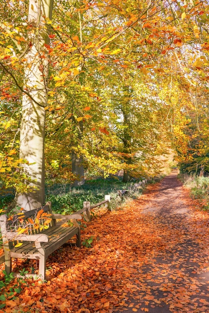 Autumn park alley