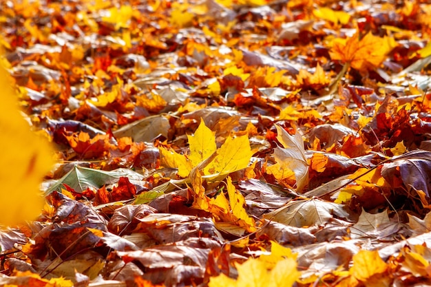 Autumn in the park background of fallen golden maple leaves lying on the ground