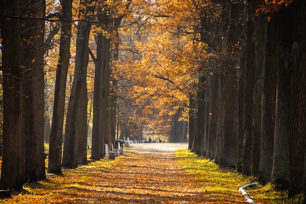 Autumn park in clear weather. Golden autumn. Autumn in the park. Yellow foliage.