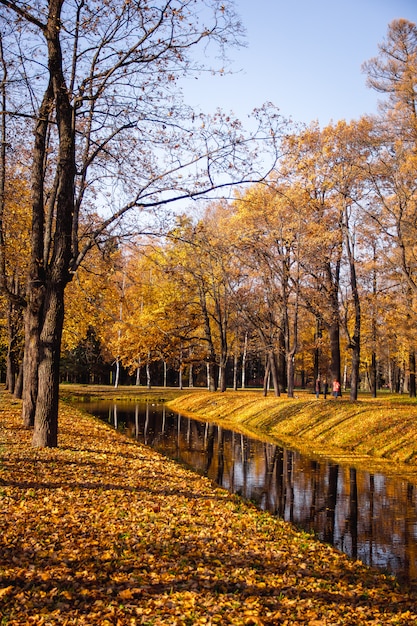 Autumn park in clear weather. Golden autumn. Autumn in the park. Yellow foliage.