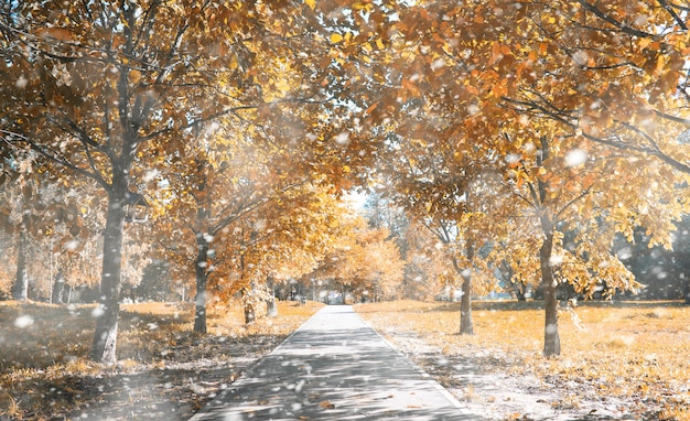 Autumn park in the days of the first snow