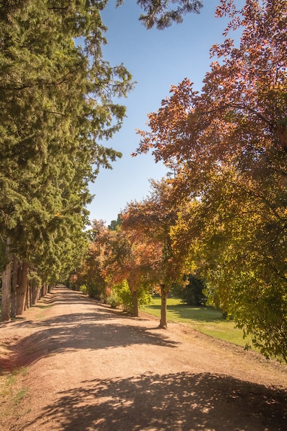 Autumn park pathway under the trees in a sunny day