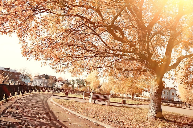 autumn park sun landscape / seasonal autumn landscape in a yellow park, sun rays at sunset in October