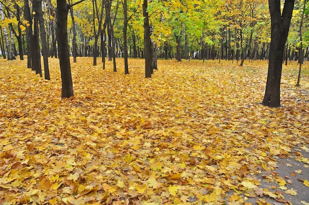 Autumn Park at the time of defoliation