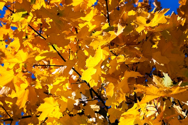 Autumn in the park, trees and foliage in the autumn, the location - a park,