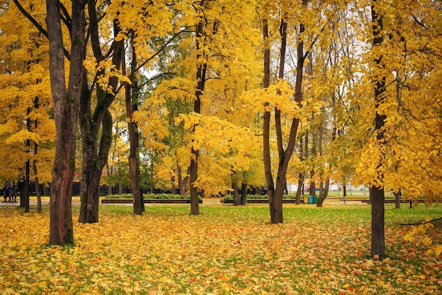 Autumn in the park. Trees with colorful leaves