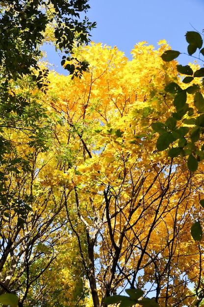 Autumn in the park. View of a maple tree with yellow leaves against the background of the sky.