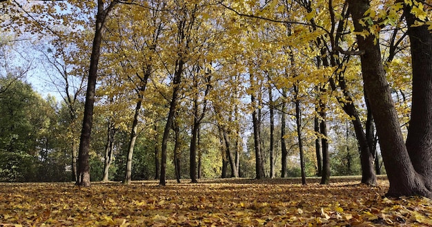 autumn park with colorful maple trees in sunny weather