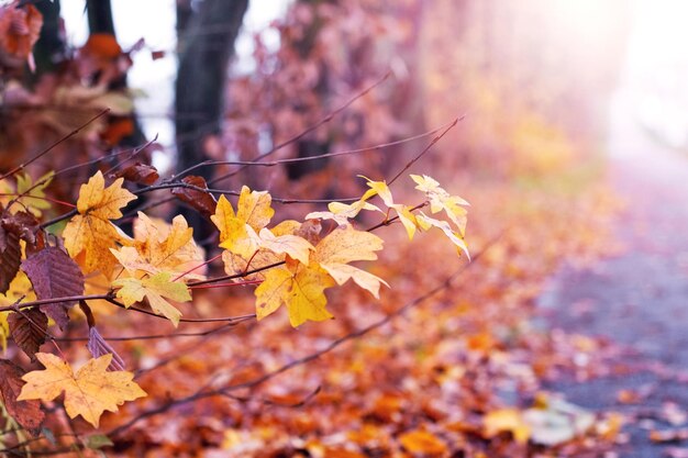 Autumn park with dry brown and orange leaves in the foreground in sunny weather