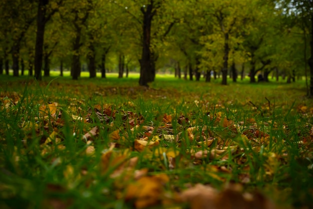 autumn park with fallen leaves on the grass