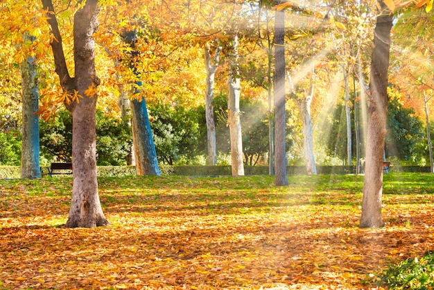 Autumn park with yellow chestnut trees at bright sunny day