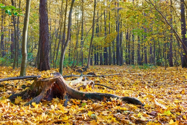 Autumn park with yellow fallen leaves - autumn landscape