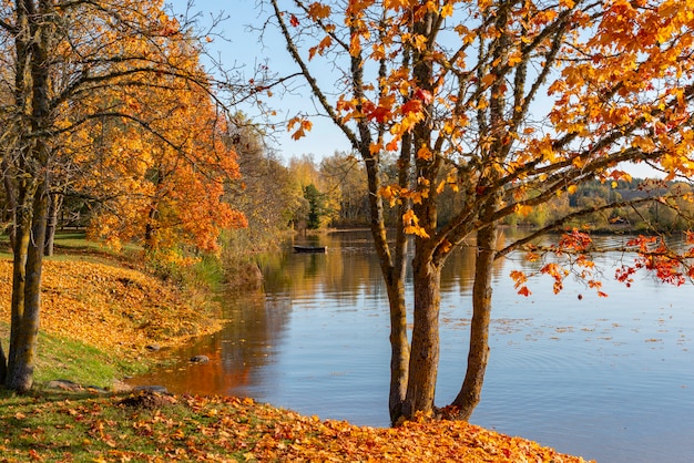 autumn in park