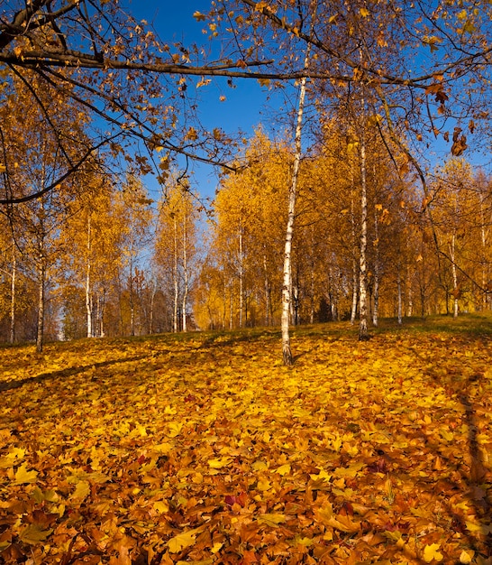 Autumn park