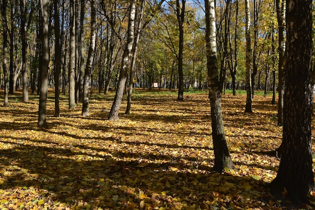 Autumn Park