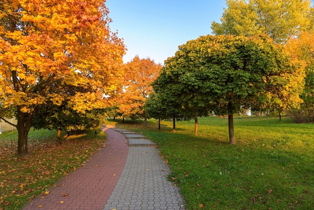 Autumn in the park