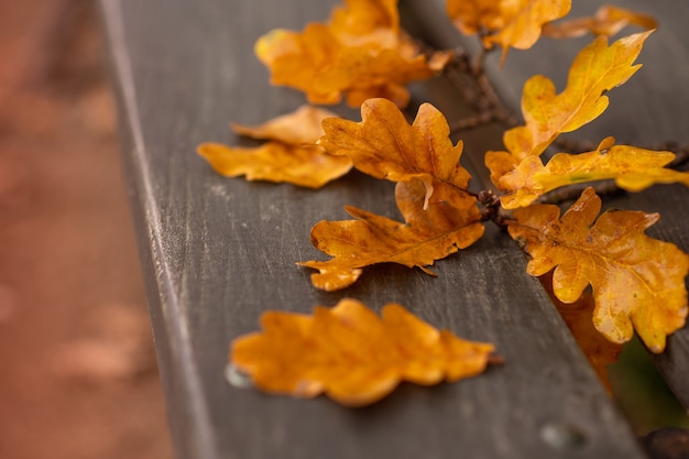 Autumn picture. A branch of autumn yellow oak leaves lies on a wooden bench.