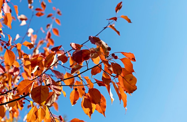 Autumn plant background with apple tree branches with yellow red leaves against blue sky copy space fall season beauty in nature botanical