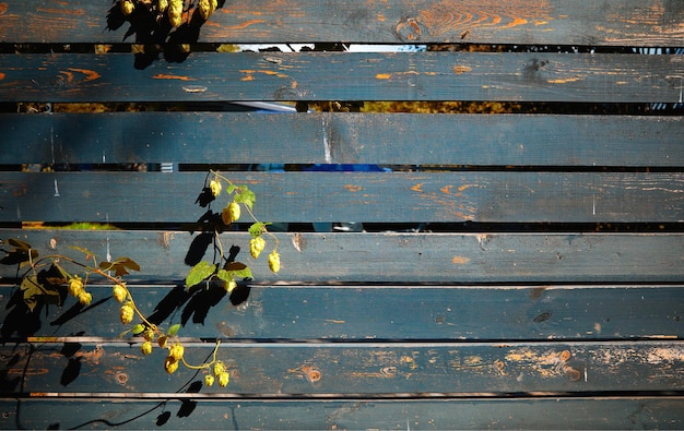 Autumn plants coming through wooden planking background