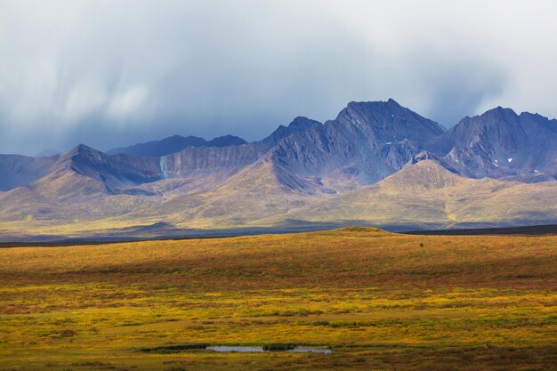 Autumn in polar tundra