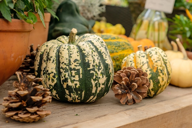 Autumn pumpkin background. Close up of mini pumpkins at farmers market