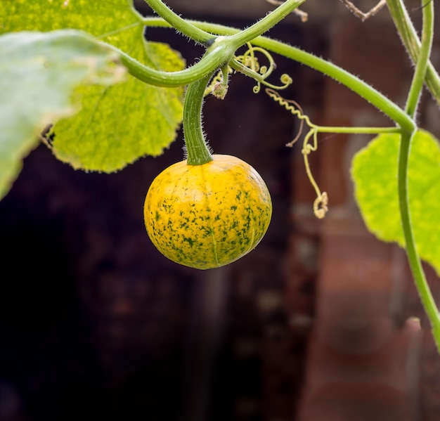 Autumn pumpkin hanging, stem and leaves, black background