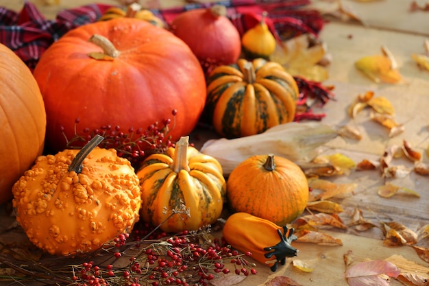 Autumn pumpkins set. Thanksgiving. Autumn vegetables. pumpkins, branches with berries. Fall season