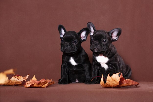 Photo autumn puppies of the french bulldog on brown