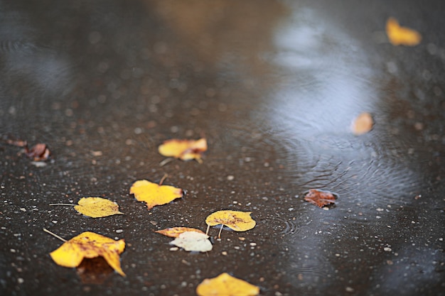 Photo autumn rain in the park during the day