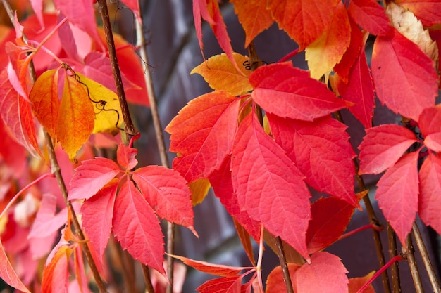 Autumn red colorful tree leaves