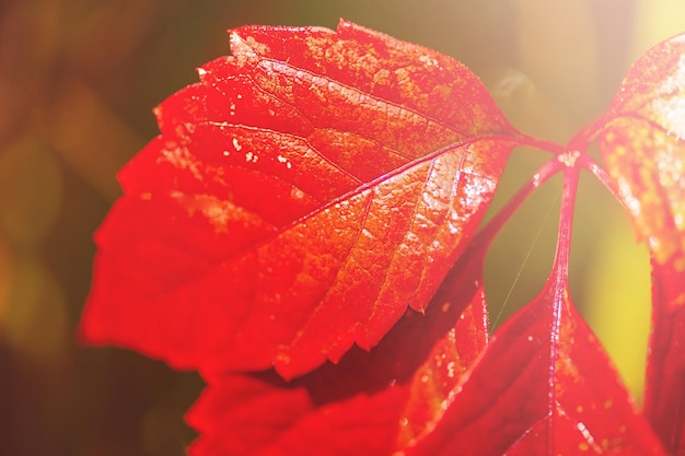 Autumn red leaves in sunlight Fine focal part on leaf macro photo