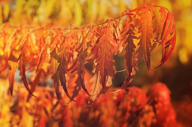 Autumn red tree branch with leaves, natural fall vivid hipster background